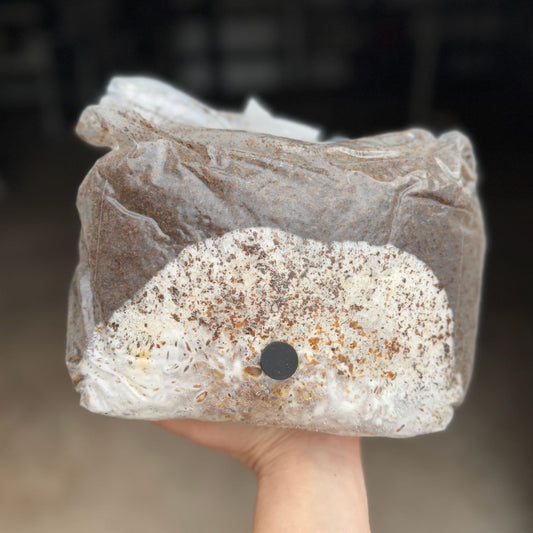All in One Mushroom Grow Kit